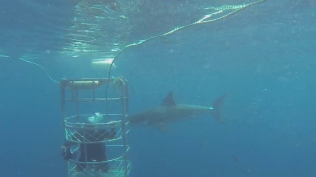 2 grands requins blancs dans un face à face sous les yeux d'un plongeur