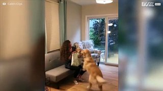 Se söta mötet: hunden välkomnar valpen