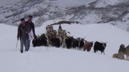 Besicilerin Zorlu Yolculuğu
