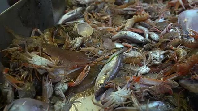 No más desperdicios, en la pesca en Europa