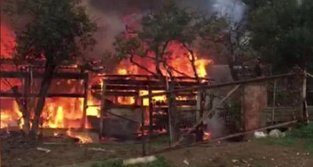 Büyükada'yı Alevler Sardı: 7 At Telef Oldu!