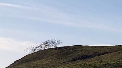 Malham Cove Murmuration