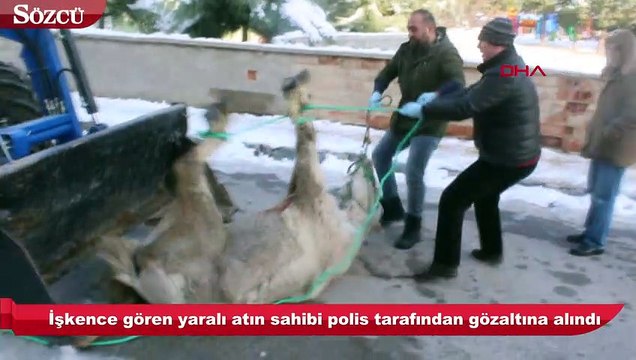 Ölüme terk edilen yaralı at, tedaviye alındı