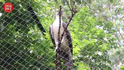 10 Aves Más Peligrosas Que No Creerás Que Existen[2]