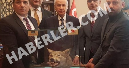 MHP Lideri Devlet Bahçeli'ye Doğum Gününde Doldurulmuş Kurt Hediye Edildi