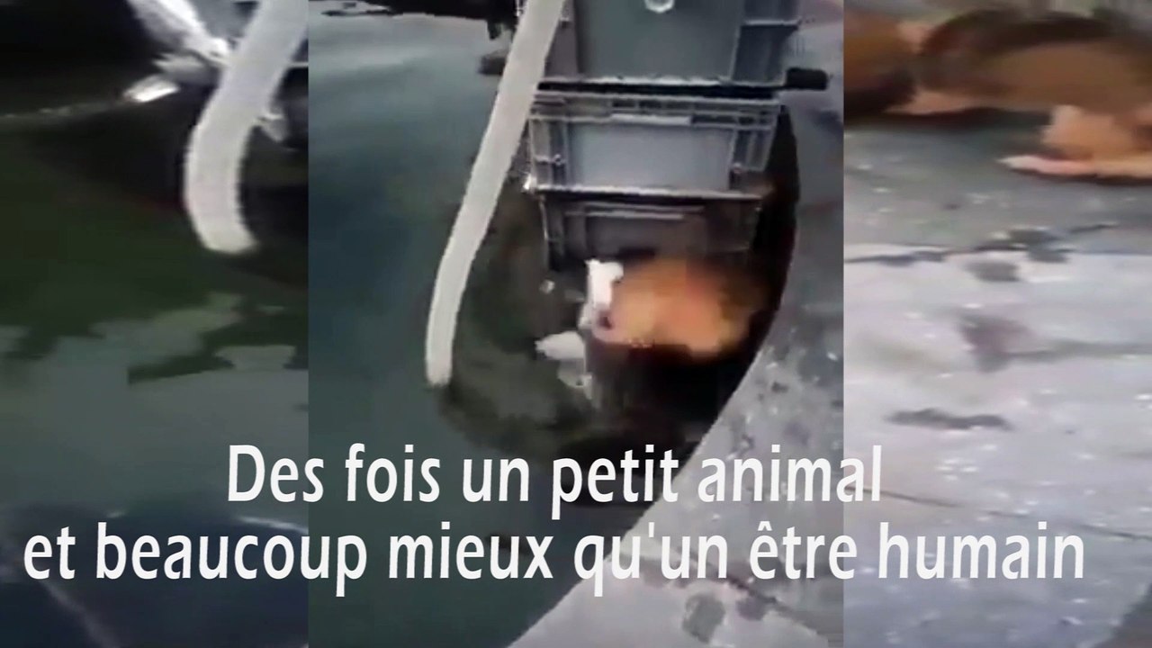 Dans une scène influente un chien se risque à sauver un chat