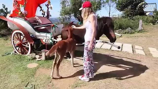 Смешные нападения животных на людей Funny animal attacks on humans