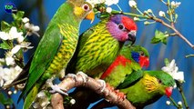 10 Aves mas Hermosas del Mundo