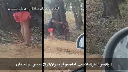 حيوان كوالا يشرب من زجاجة ماء خلال موجة حر