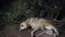 Uçuruma Yuvarlanan Yaralı Köpek Kurtarıldı