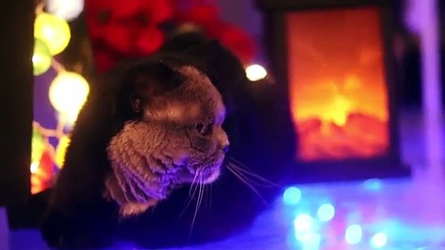 Repos aprés le fetes Rest after the holidays