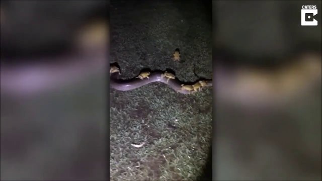 Des crapauds sur le dos d'un python... bizarre