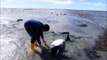 Ils sauvent un bébé orque échoué sur la plage