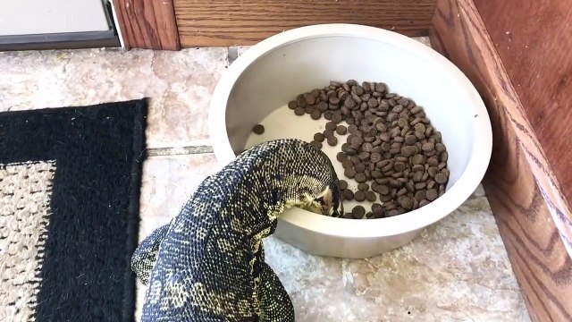 Ce gros lézard apprivoisé se prend pour un chien