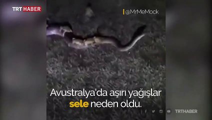 Selden kurtulmaya çalışırken yılana sarıldılar