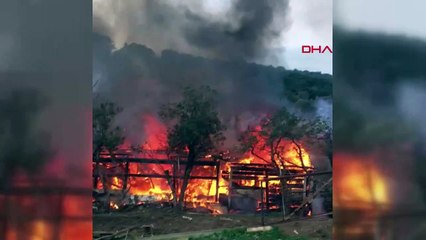 Büyükada’da ormanlık alanda yangın