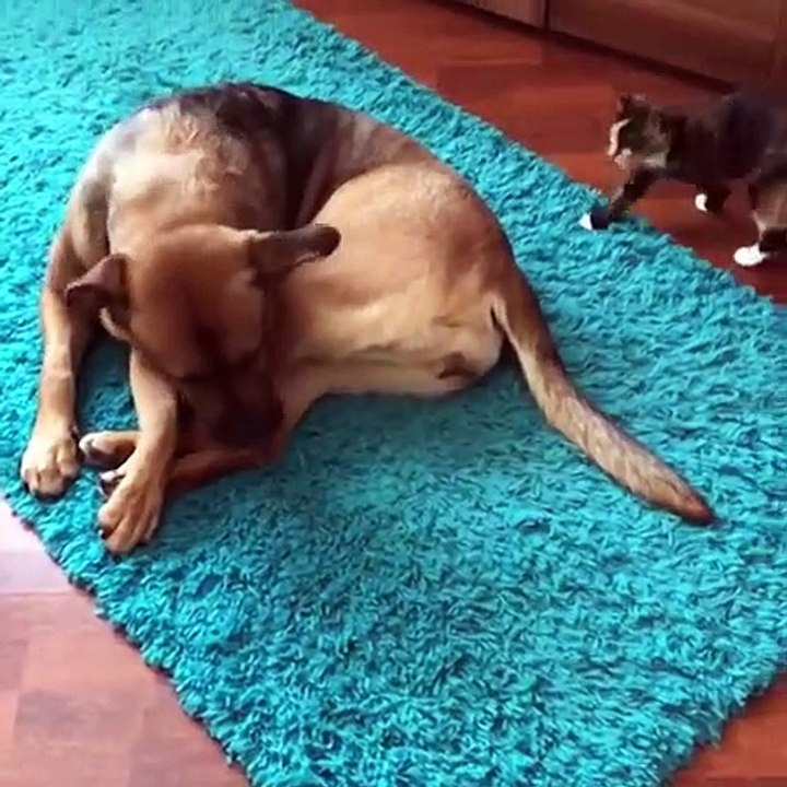 Funny video of a dog who can't bear to live with cat....