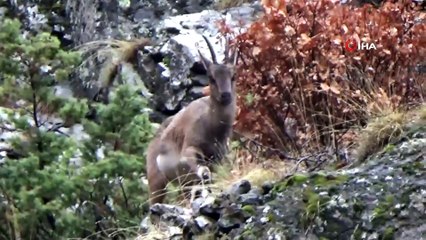 Yabani dağ keçileri, bırakılan yemleri yemeye gelince böyle görüntülendi