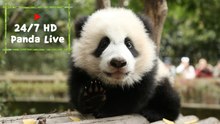 24/7 HD Panda Live