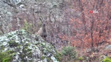 Yabani Dağ Keçileri, Bırakılan Yemleri Yemeye Gelince Böyle Görüntülendi