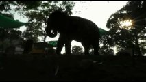 Elephants tuck in for a (rather loud) good night's sleep at India rejuvenation camp