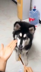 If you want to LAUGH HARD, WATCH FUNNY ANIMALS