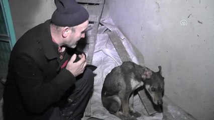 Yavrusunu Kurtarırken Yaralanan Köpek Tedavi Altında - Düzce