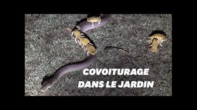 Ces crapauds font du covoiturage à dos de python