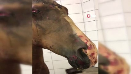 Büyükada'da Yangında Yaralan Atlar, Tedavi Altına Alındı