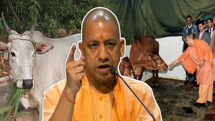 பசுக்களைப் பாதுகாக்க தனி வரி வாங்கும் உத்தரபிரதேசம்- வீடியோ