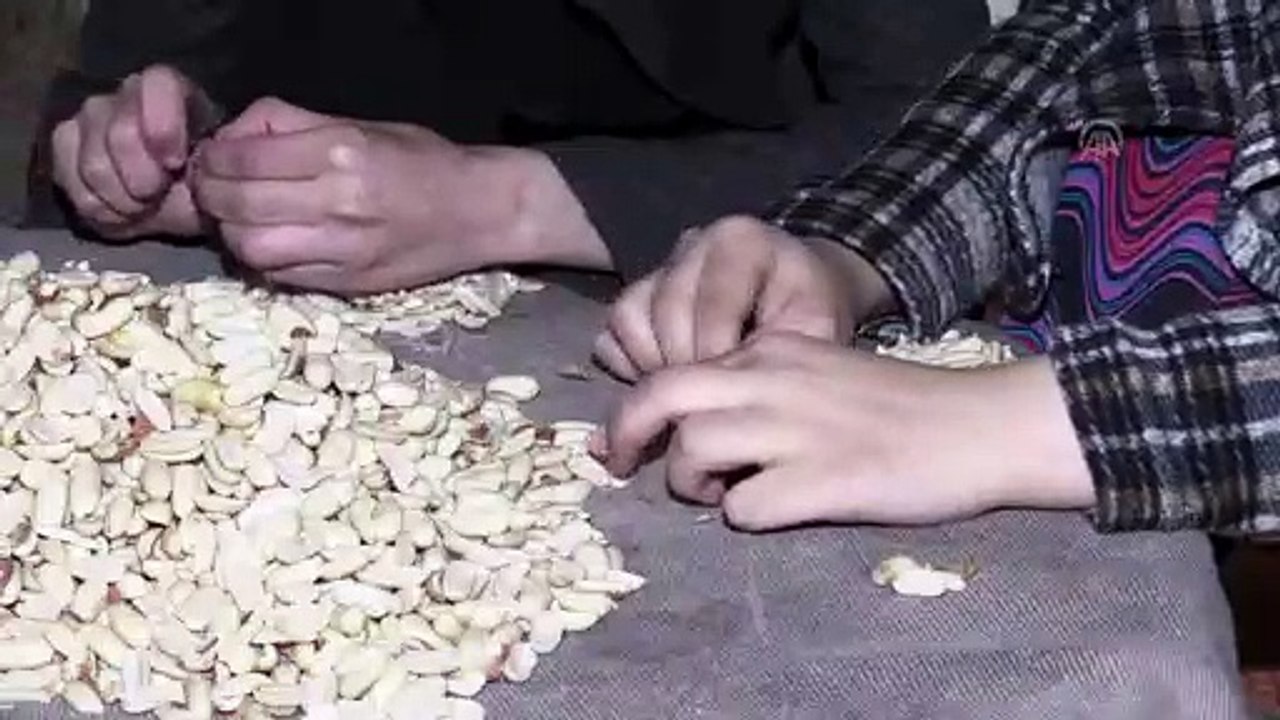 Gazzeli ailenin geçim kaynağı 'fıstık ayıklamak' (1) - GAZZE
