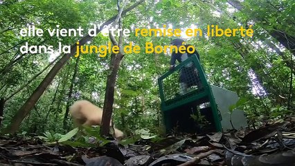 Indonésie : le seul orang-outan albinos remis en liberté