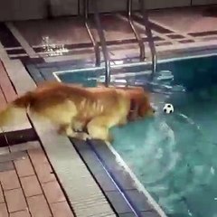 Vidéo insolite - Chiot et résolution de problèmes