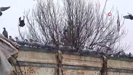 Aç kalan güvercinler buğday kamyonlarını mesken tuttu