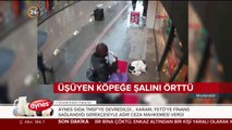 Üşüyen köpeğe şalını örttü