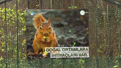 Satışı yasak 515 yabani kuş yeniden doğaya salındı - İSTANBUL