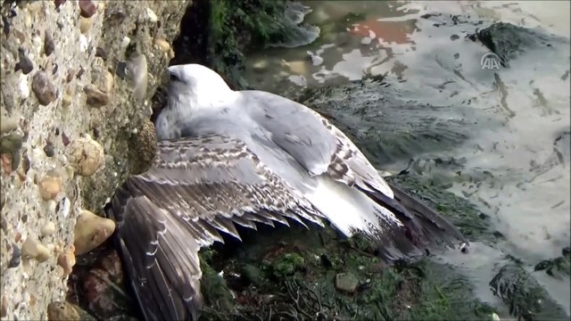 Kancaya takılan martıyı itfaiye kurtardı - İSTANBUL