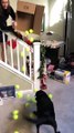 Un chien reçoit comme cadeau de Noël des balles de tennis