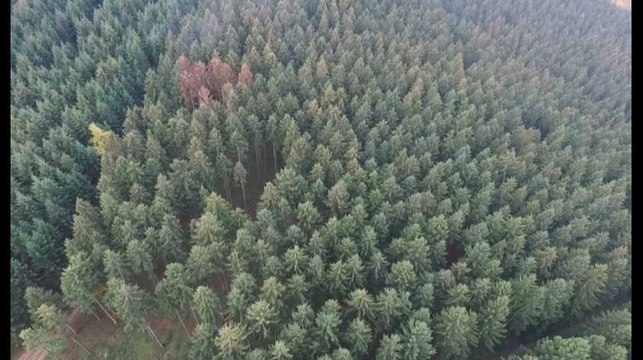 La Meuse-Luxembourg - Les bois scolytes vus du ciel