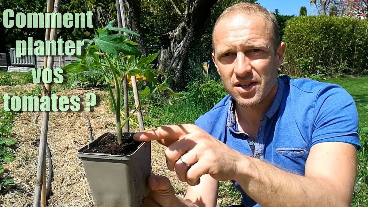 Comment planter ses tomates [TUTO] ?