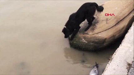 Oltaya Takılan Martı Kurtarıldı