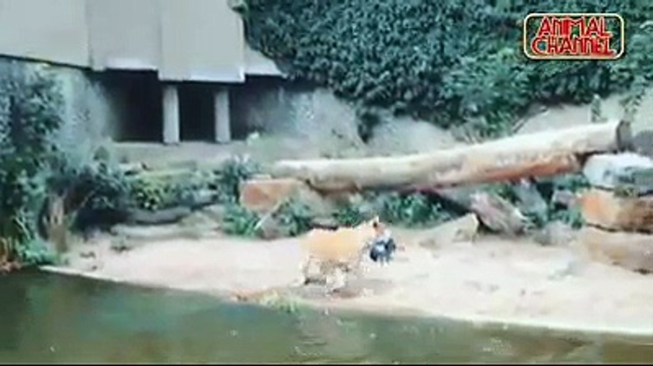 The Best  of Animals Attack Birds Midair incredible Animal_Footage 