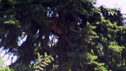 Rescatan a puma que permaneció horas sobre un árbol en Chile