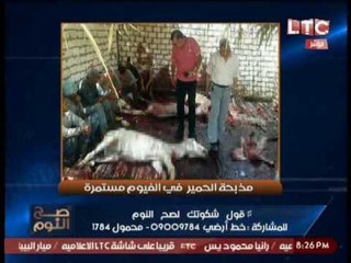 رويترز |تقرير خاص : لماذا ذهبت الحمير الي القاهره !؟