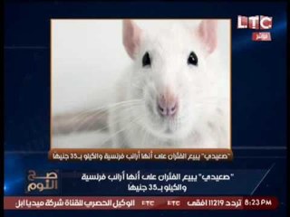 الغيطي لايتمالك نفسه من الضحك عالهواء لخبر بيع صعيدي لفئران علي انها ارانب !