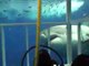 Il filme un grand requin blanc très agressif au large du Mexique