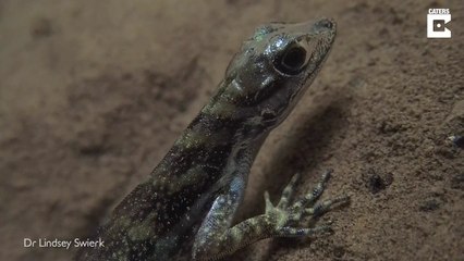 Ce lézard respire sous l'eau en utilisant une bulle d'air