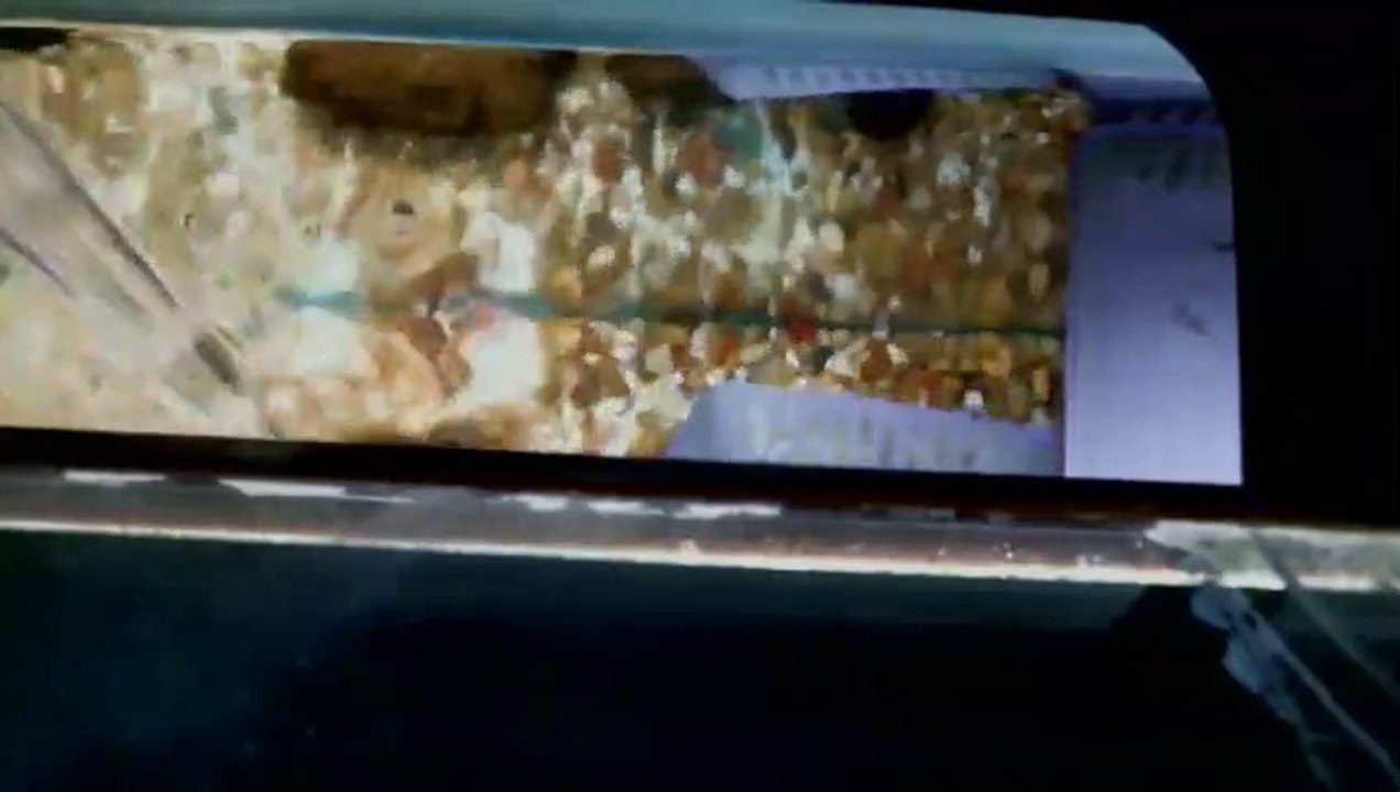 EPCAMR's Brook Trout Tank Live Stream 1/2/19 Alevin released into the tank