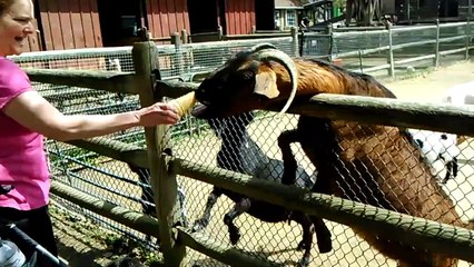 Funniest Pets & Animals of the Week Compilation January 2019 | Funny Pet Videos