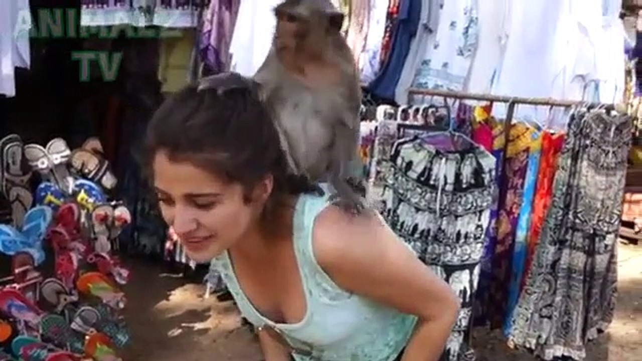 Monkey Loves Girls || MAKE US LAUGH HARD MONKEYS ALLWAYS FUNNY 2019